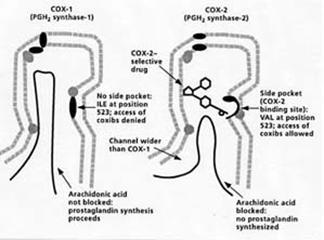 cox-1 and cox-2 enzyme structure